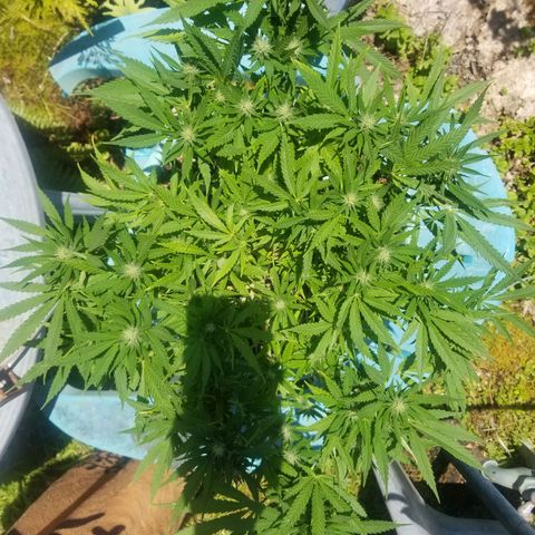 Super Kush January 2021 #1 growlog timeline photo