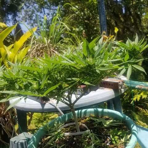 Super Kush January 2021 #1 growlog timeline photo
