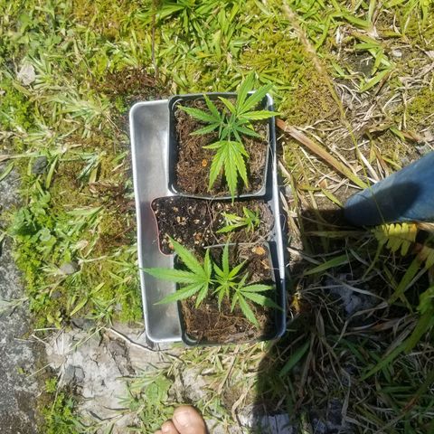 Super Kush January 2021 #1 growlog photo: It's 3 clones getting sun 2day 