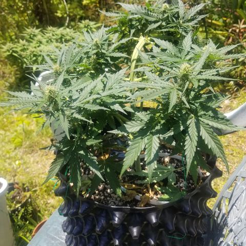 Pineapple Express Auto (Barney's Farm) growlog timeline photo