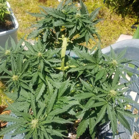 Pineapple Express Auto (Barney's Farm) growlog timeline photo