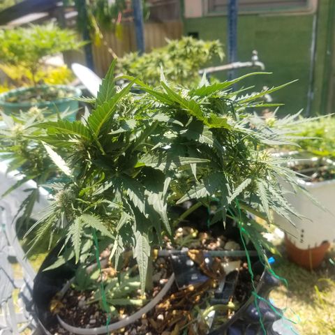 Pineapple Express Auto (Barney's Farm) growlog timeline photo