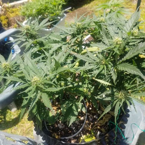 Pineapple Express Auto (Barney's Farm) growlog timeline photo