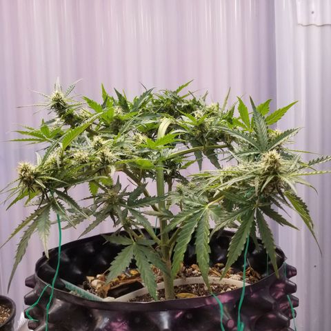 Pineapple Express Auto (Barney's Farm) growlog timeline photo