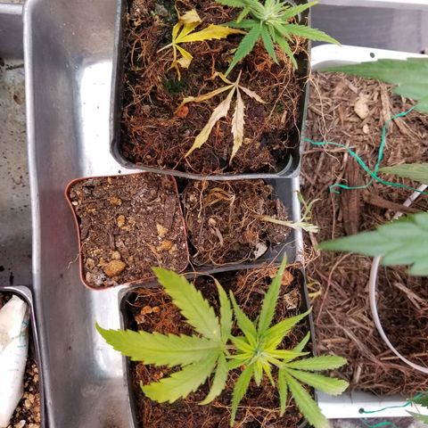 Super Kush January 2021 #1 growlog timeline photo