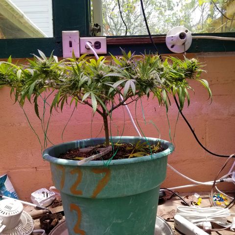Super Kush January 2021 #1 growlog timeline photo