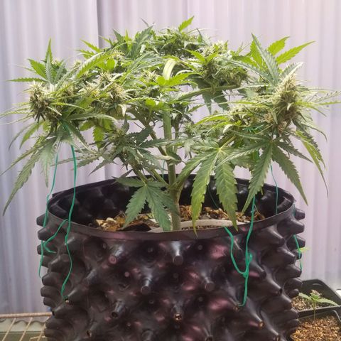 Pineapple Express Auto (Barney's Farm) growlog timeline photo