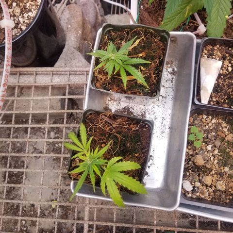 Super Kush January 2021 #1 growlog timeline photo