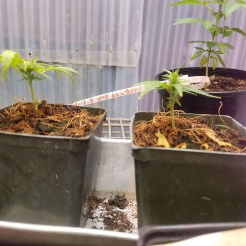 Super Kush January 2021 #1 growlog timeline photo