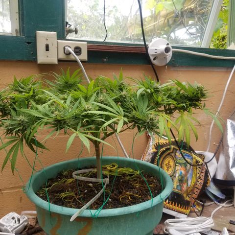 Super Kush January 2021 #1 growlog timeline photo