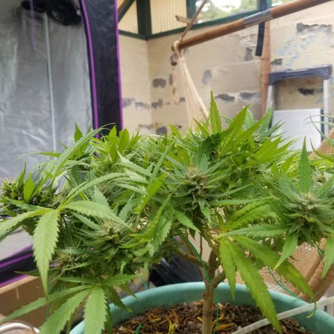 Super Kush January 2021 #1 growlog timeline photo