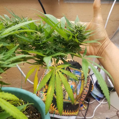 Super Kush January 2021 #1 growlog timeline photo