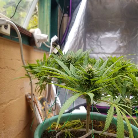 Super Kush January 2021 #1 growlog timeline photo