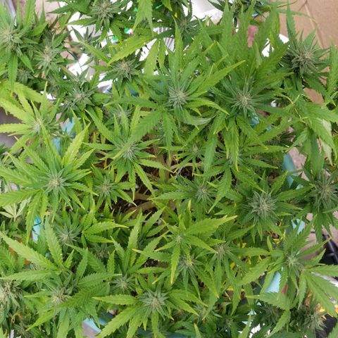 Super Kush January 2021 #1 growlog timeline photo