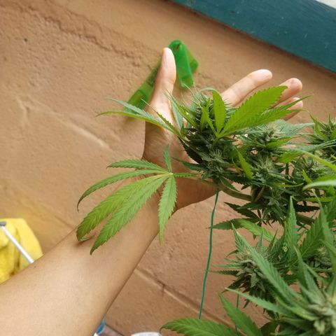 Super Kush January 2021 #1 growlog timeline photo