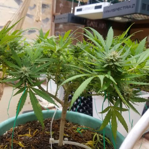 Super Kush January 2021 #1 growlog timeline photo