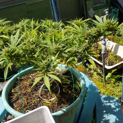 Super Kush January 2021 #1 growlog timeline photo