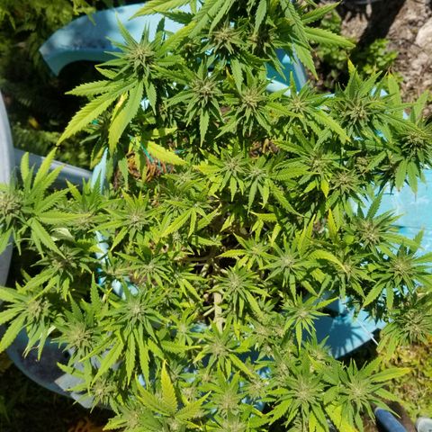 Super Kush January 2021 #1 growlog timeline photo