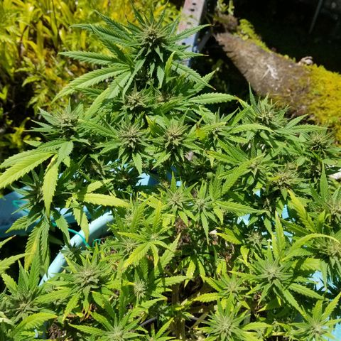 Super Kush January 2021 #1 growlog timeline photo
