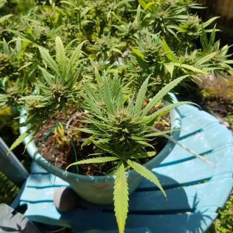 Super Kush January 2021 #1 growlog timeline photo