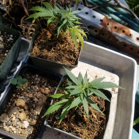 Super Kush January 2021 #1 growlog photo: 2 clones live and are growing 