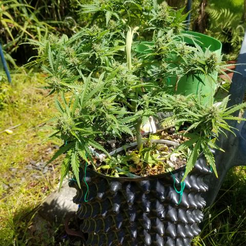 Pineapple Express Auto (Barney's Farm) growlog timeline photo
