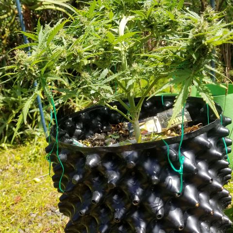 Pineapple Express Auto (Barney's Farm) growlog timeline photo