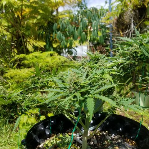 Pineapple Express Auto (Barney's Farm) growlog timeline photo