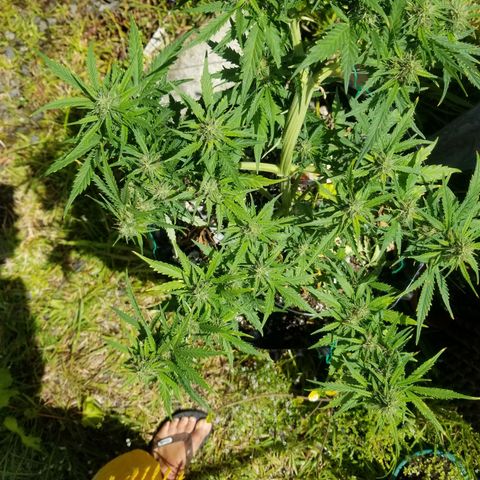 Pineapple Express Auto (Barney's Farm) growlog timeline photo