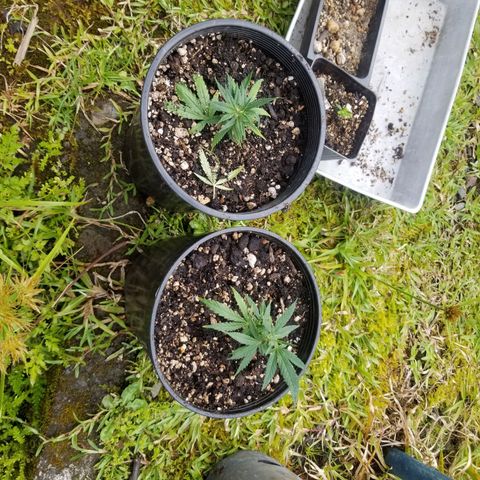 Super Kush January 2021 #1 growlog photo: Xplanted 2 clones