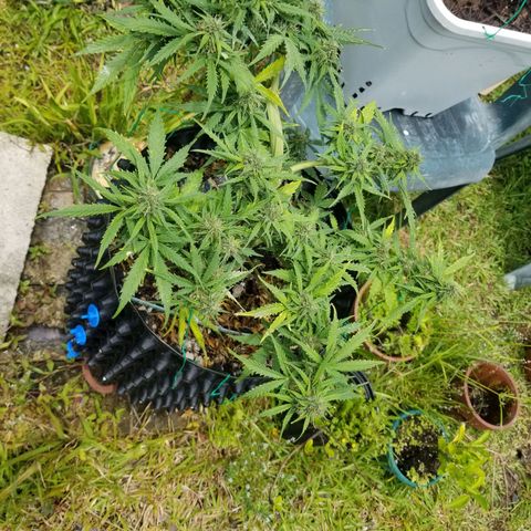 Pineapple Express Auto (Barney's Farm) growlog timeline photo