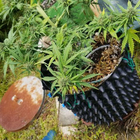 Pineapple Express Auto (Barney's Farm) growlog timeline photo