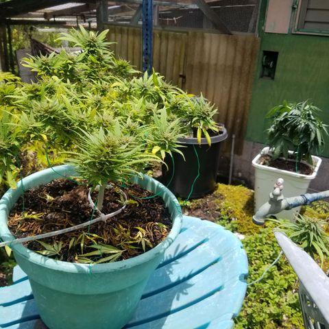 Super Kush January 2021 #1 growlog timeline photo