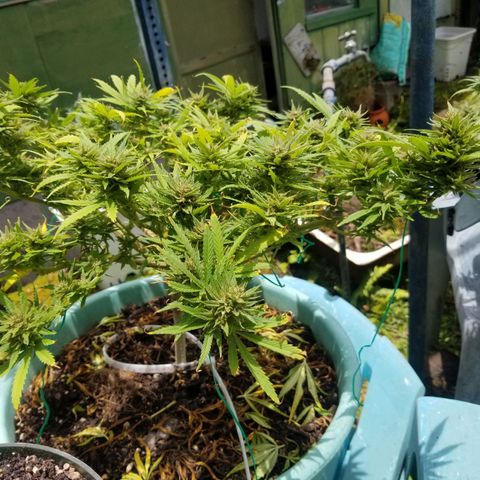 Super Kush January 2021 #1 growlog timeline photo