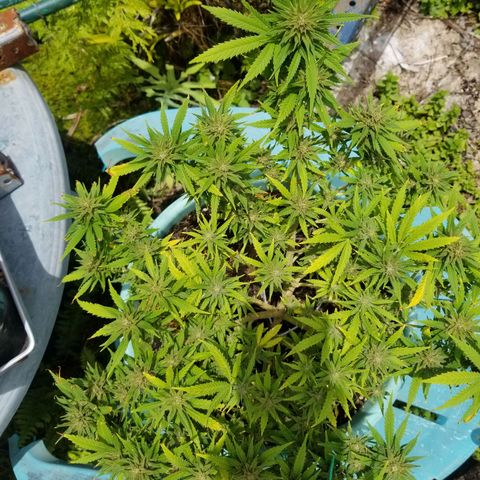 Super Kush January 2021 #1 growlog timeline photo