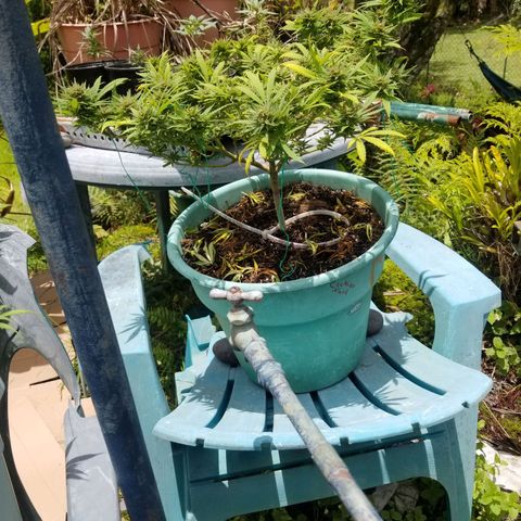 Super Kush January 2021 #1 growlog timeline photo