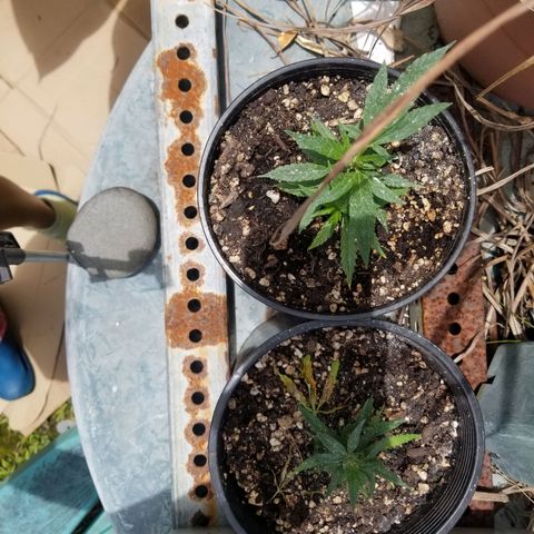 Super Kush January 2021 #1 growlog timeline photo