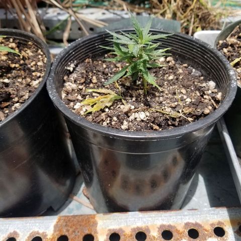 Super Kush January 2021 #1 growlog timeline photo
