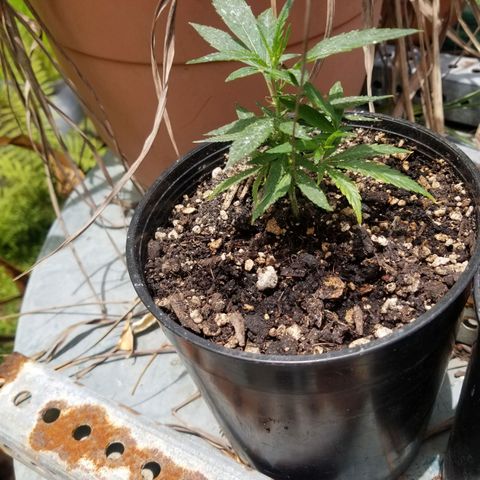 Super Kush January 2021 #1 growlog timeline photo