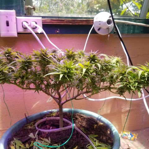 Super Kush January 2021 #1 growlog timeline photo