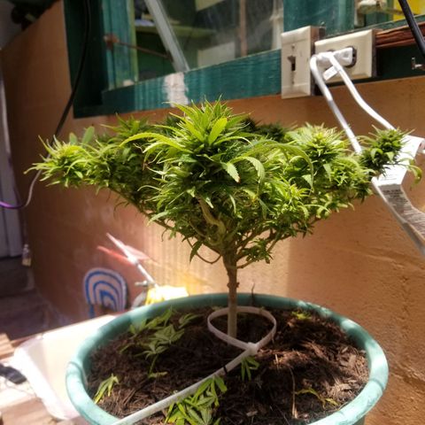 Super Kush January 2021 #1 growlog timeline photo