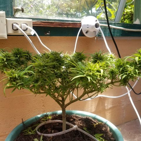 Super Kush January 2021 #1 growlog timeline photo