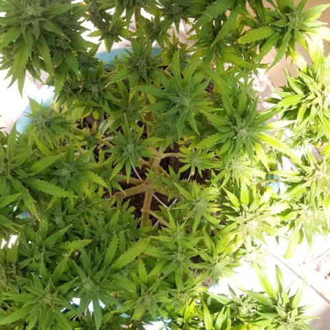 Super Kush January 2021 #1 growlog timeline photo