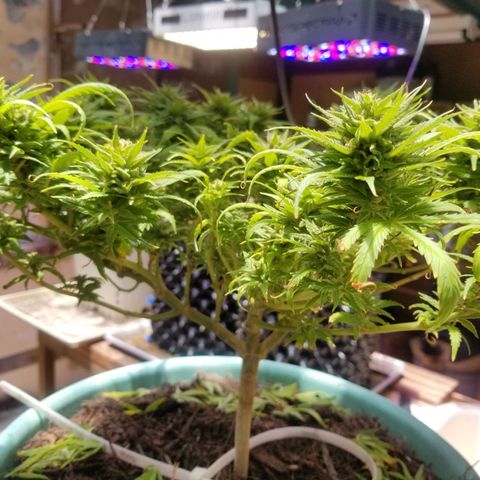 Super Kush January 2021 #1 growlog timeline photo