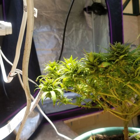 Super Kush January 2021 #1 growlog timeline photo