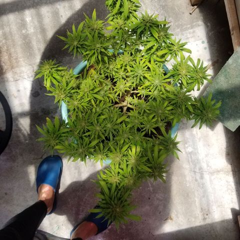 Super Kush January 2021 #1 growlog timeline photo