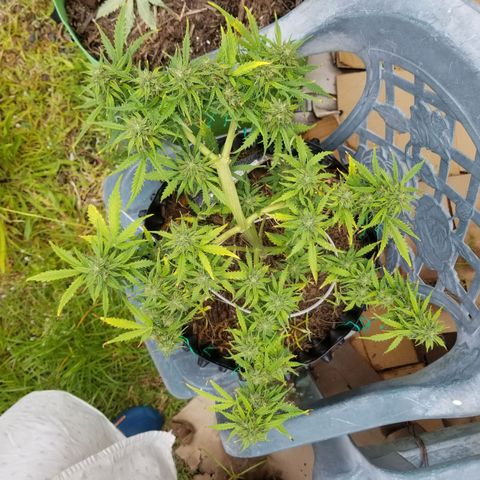 Pineapple Express Auto (Barney's Farm) growlog timeline photo