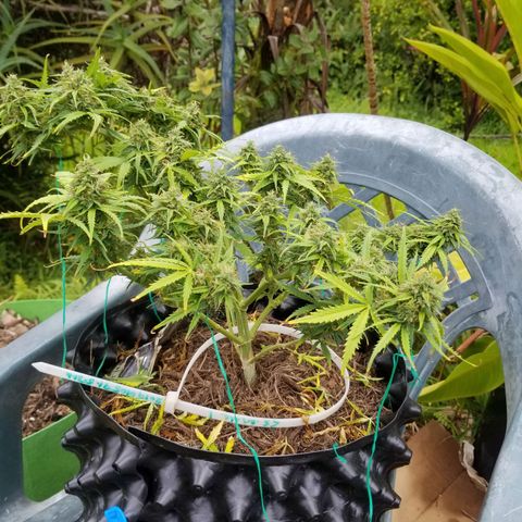 Pineapple Express Auto (Barney's Farm) growlog timeline photo