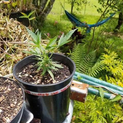 Super Kush January 2021 #1 growlog timeline photo