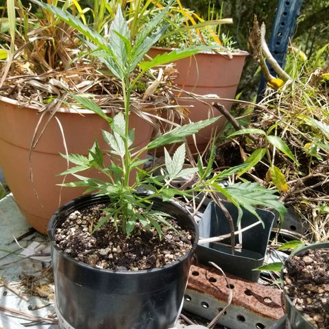 Super Kush January 2021 #1 growlog timeline photo